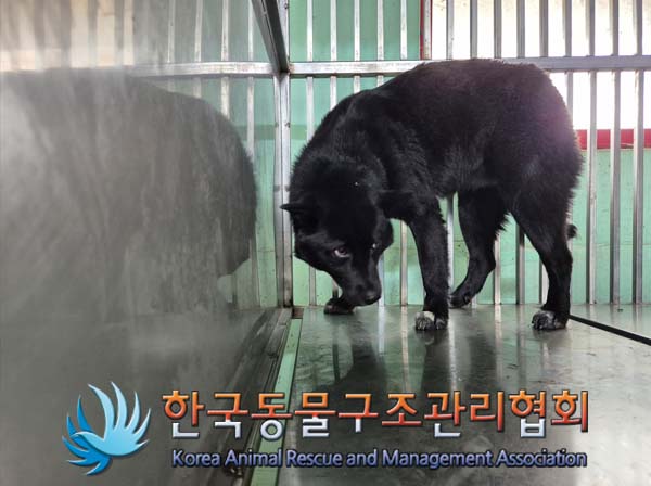 한국동물구조관리협회_441406202500112